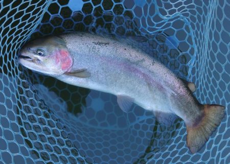 良型ブラウンを狙い撃ち ～岡崎トラウトポン…